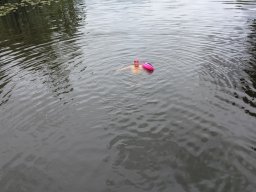 Mainschwimmen Juni 2026